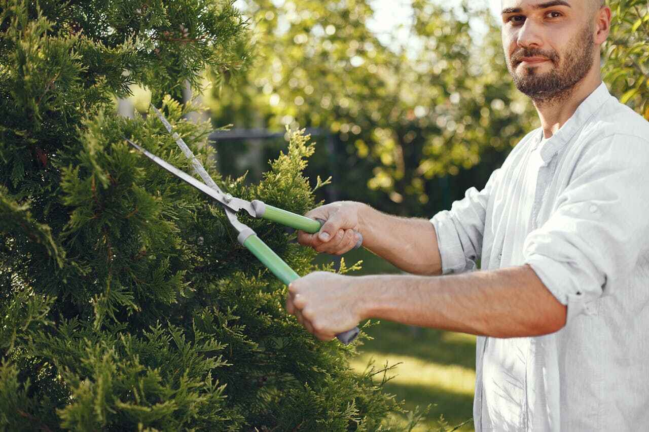 Best Tree Trimming Near Me  in Lanark, IL